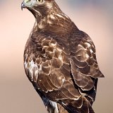 10SB1925 Red-tailed Hawk